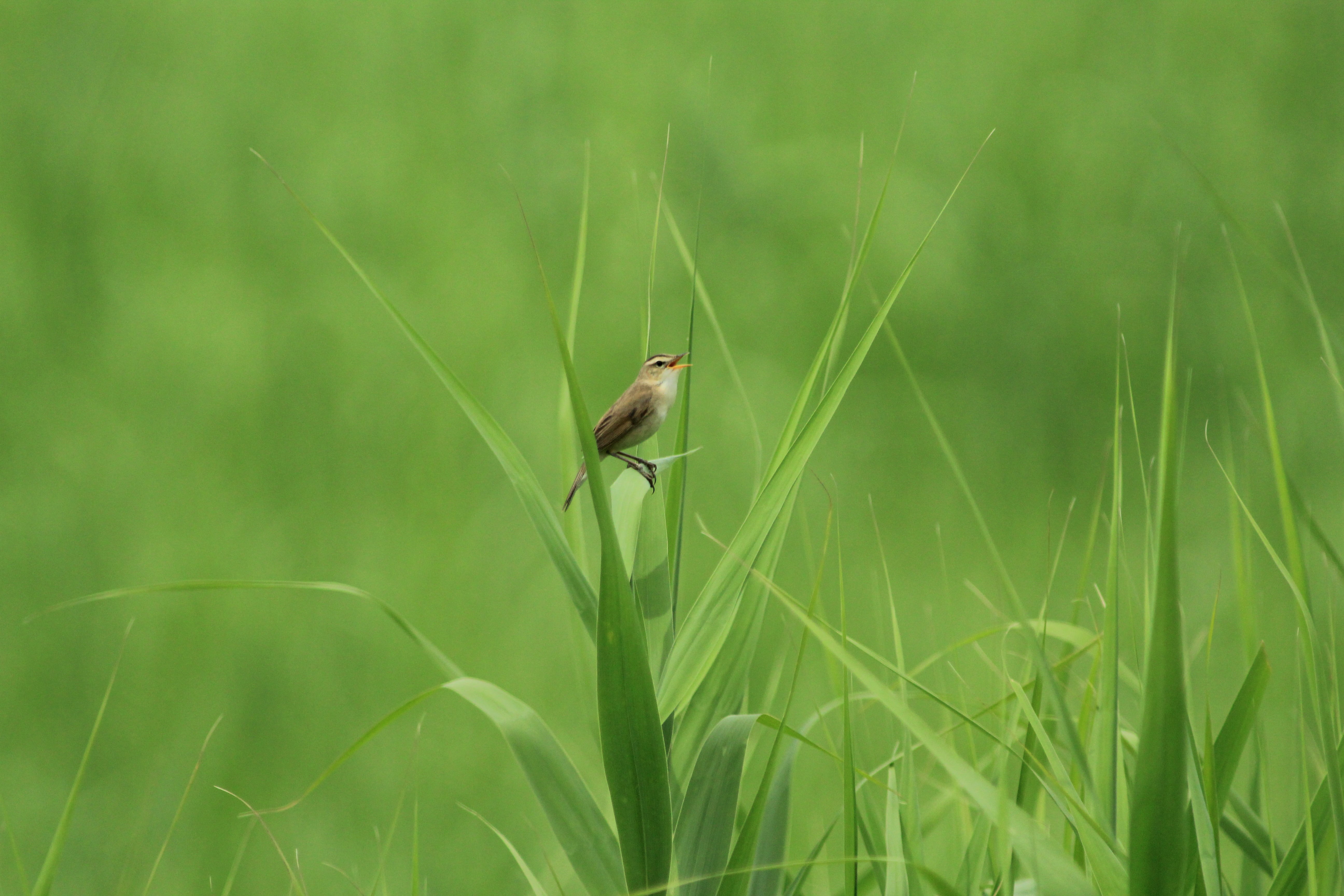 Bird perched on grass