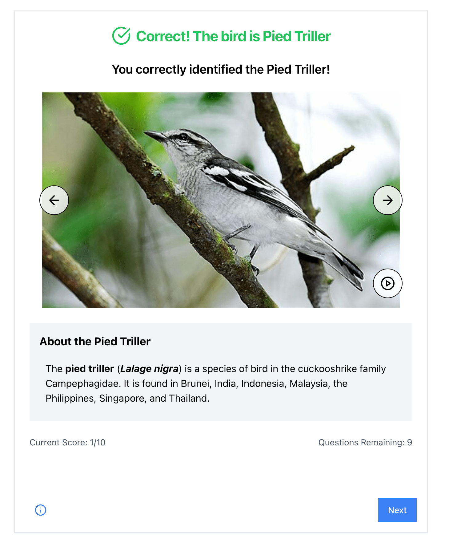 Learning Singapore’s Birds by Ear: A Look at the SingBirds Call Quiz screenshot 1