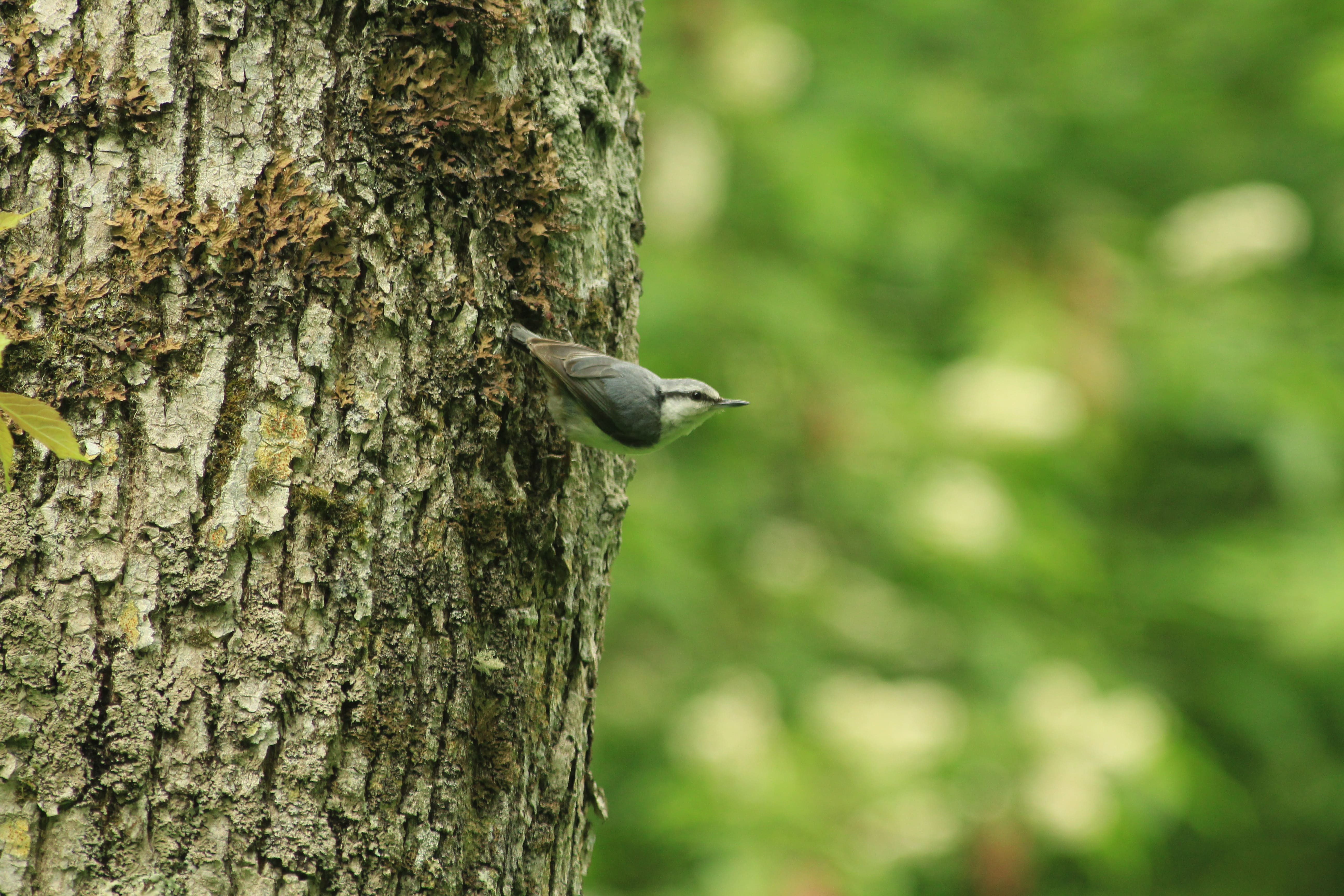 Bird on tree bark